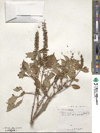 Ocimum gratissimum image