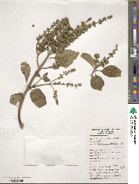 Perilla frutescens image