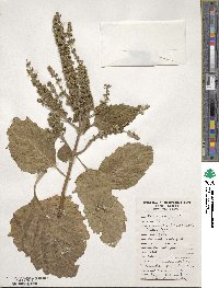 Perilla frutescens var. crispa image