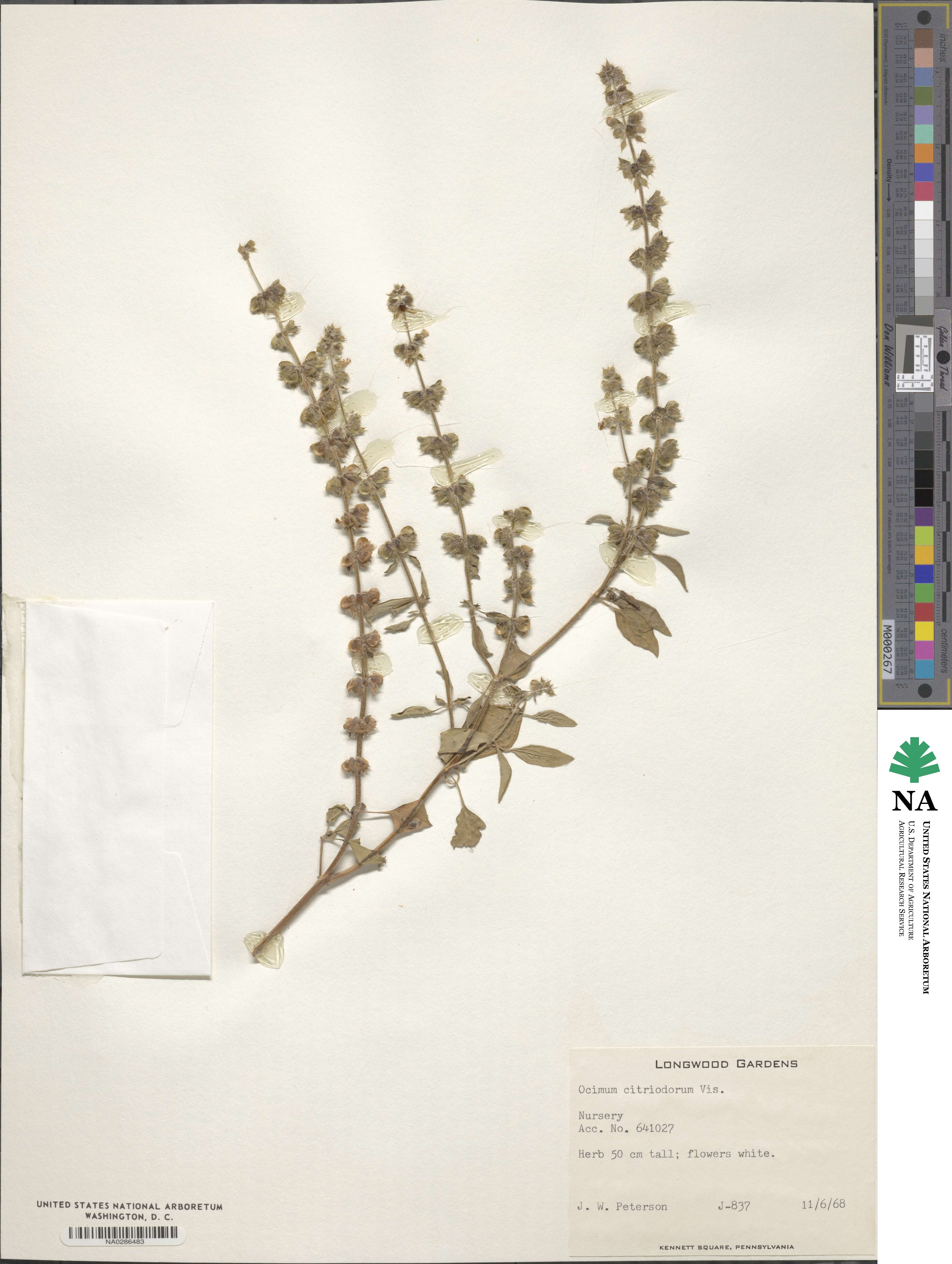 Ocimum citriodorum image