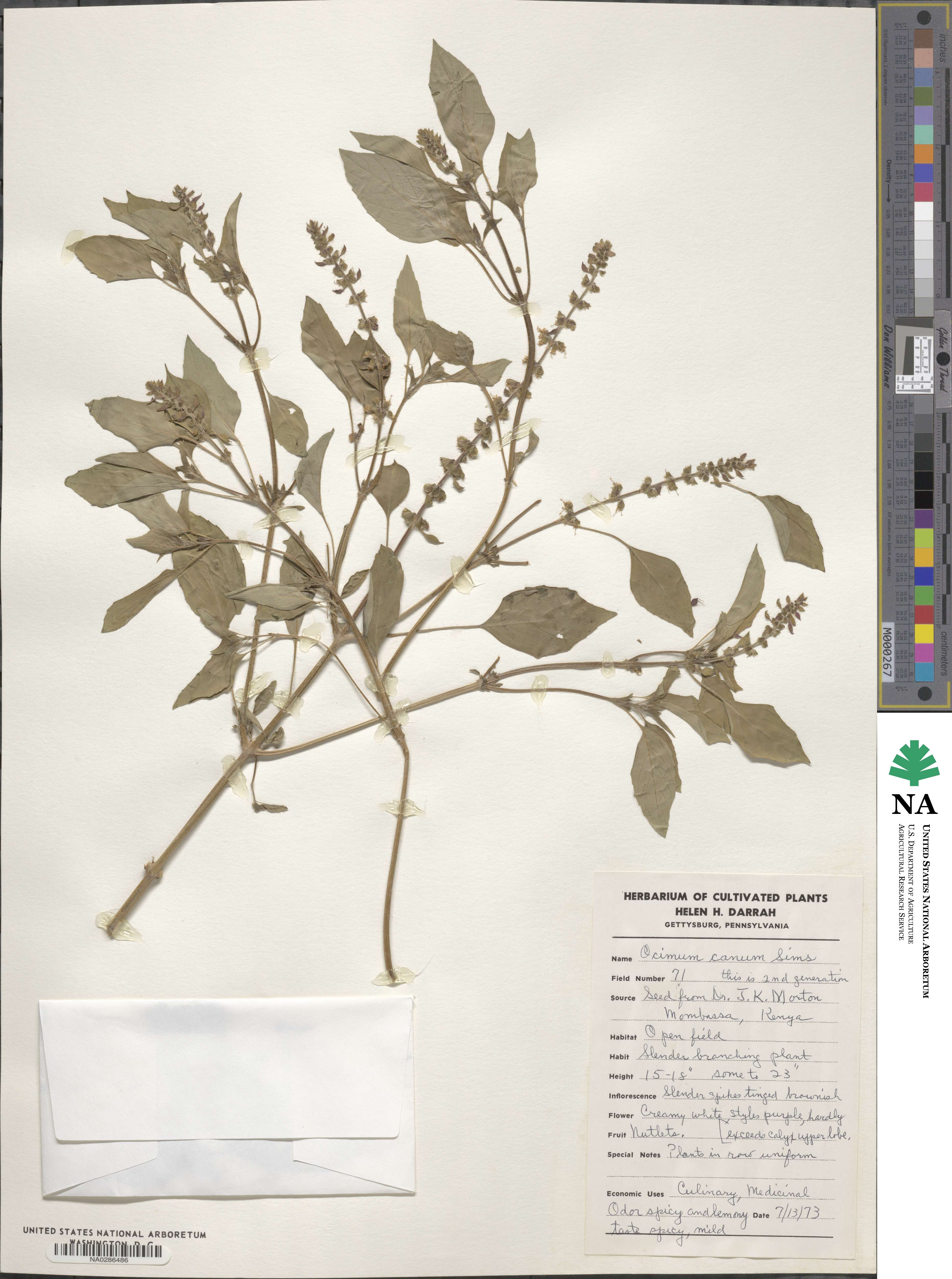 Ocimum americanum image