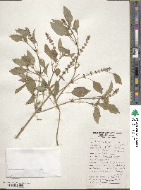 Ocimum americanum image