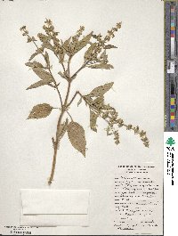 Ocimum americanum image