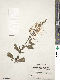 Orthosiphon aristatus var. aristatus image