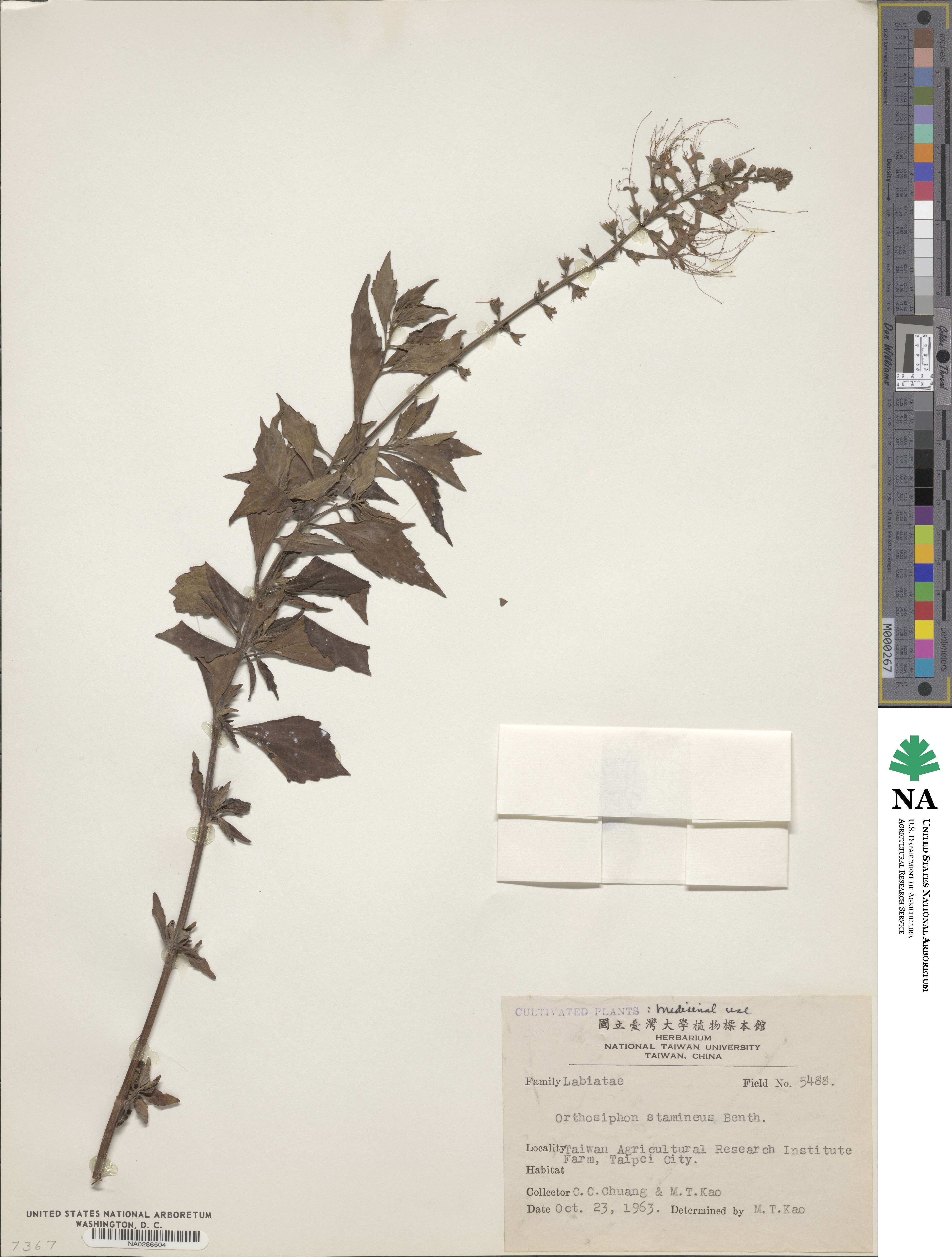 Orthosiphon aristatus var. aristatus image