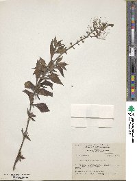 Orthosiphon aristatus var. aristatus image