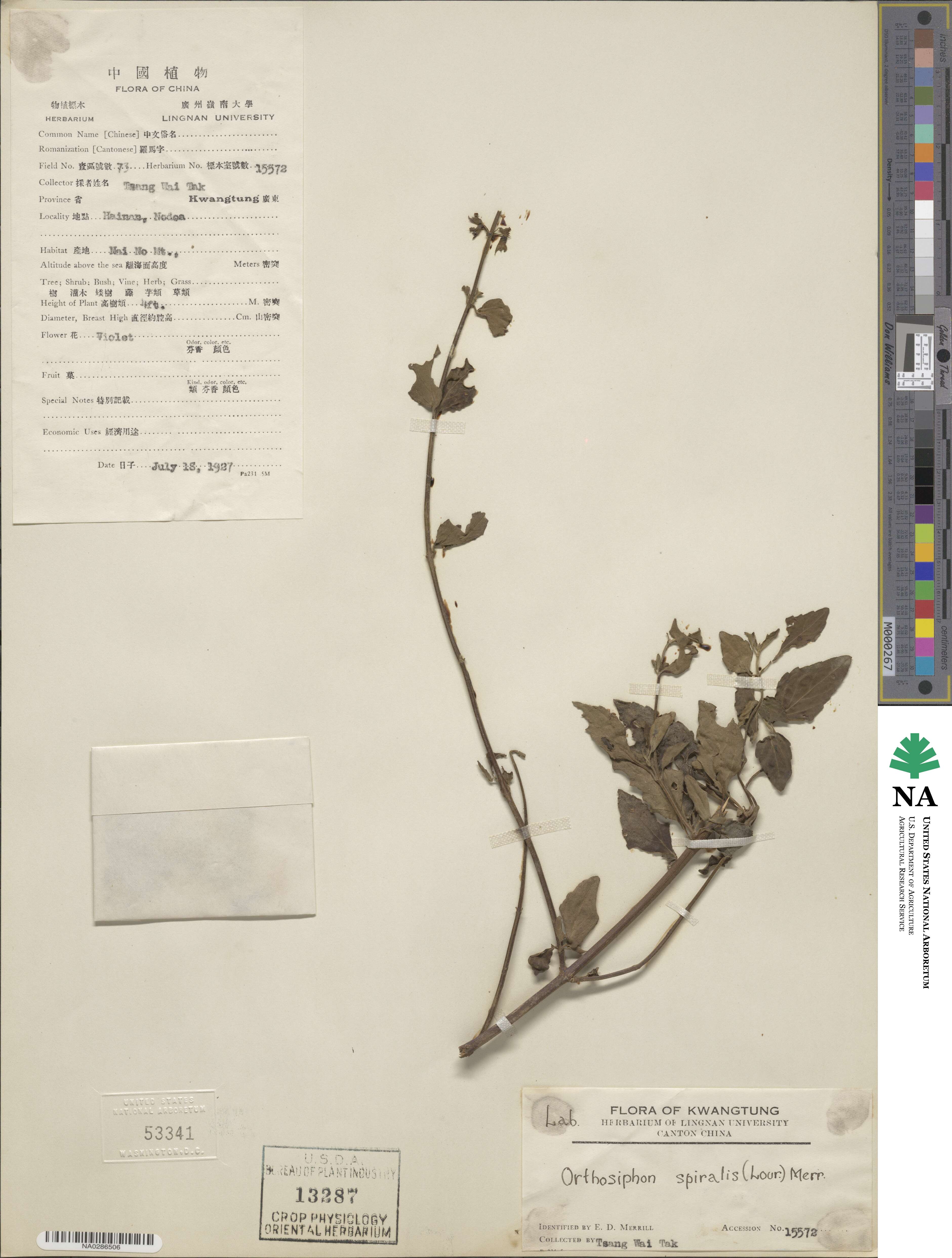 Orthosiphon aristatus var. aristatus image