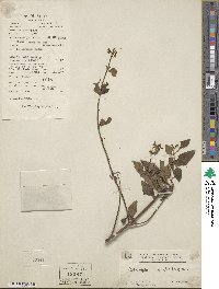 Orthosiphon aristatus var. aristatus image