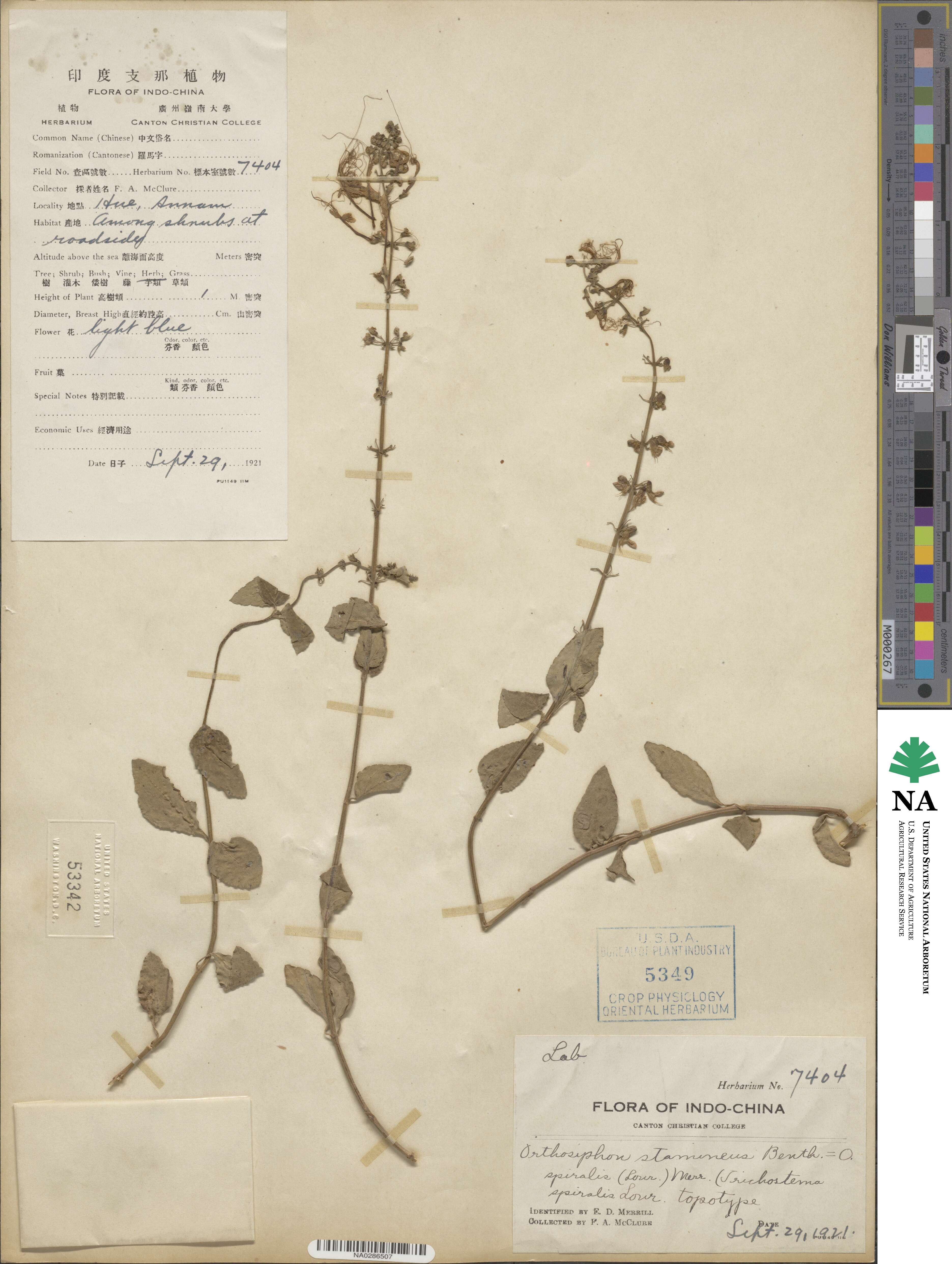 Orthosiphon image