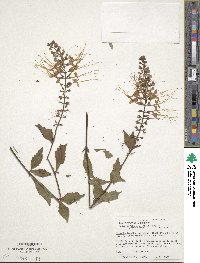 Orthosiphon aristatus var. aristatus image