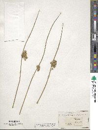 Juncus glaucus image