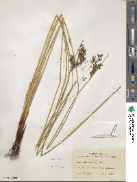 Juncus glaucus image