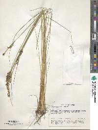 Juncus gerardi image