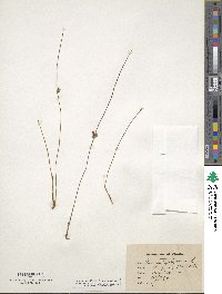 Juncus filiformis image