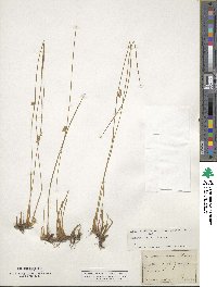 Juncus filiformis image