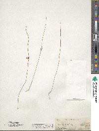 Juncus filiformis image