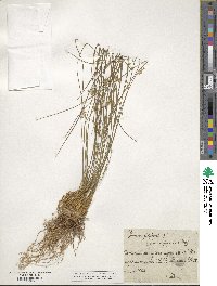 Juncus filiformis image