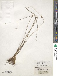 Juncus filiformis image