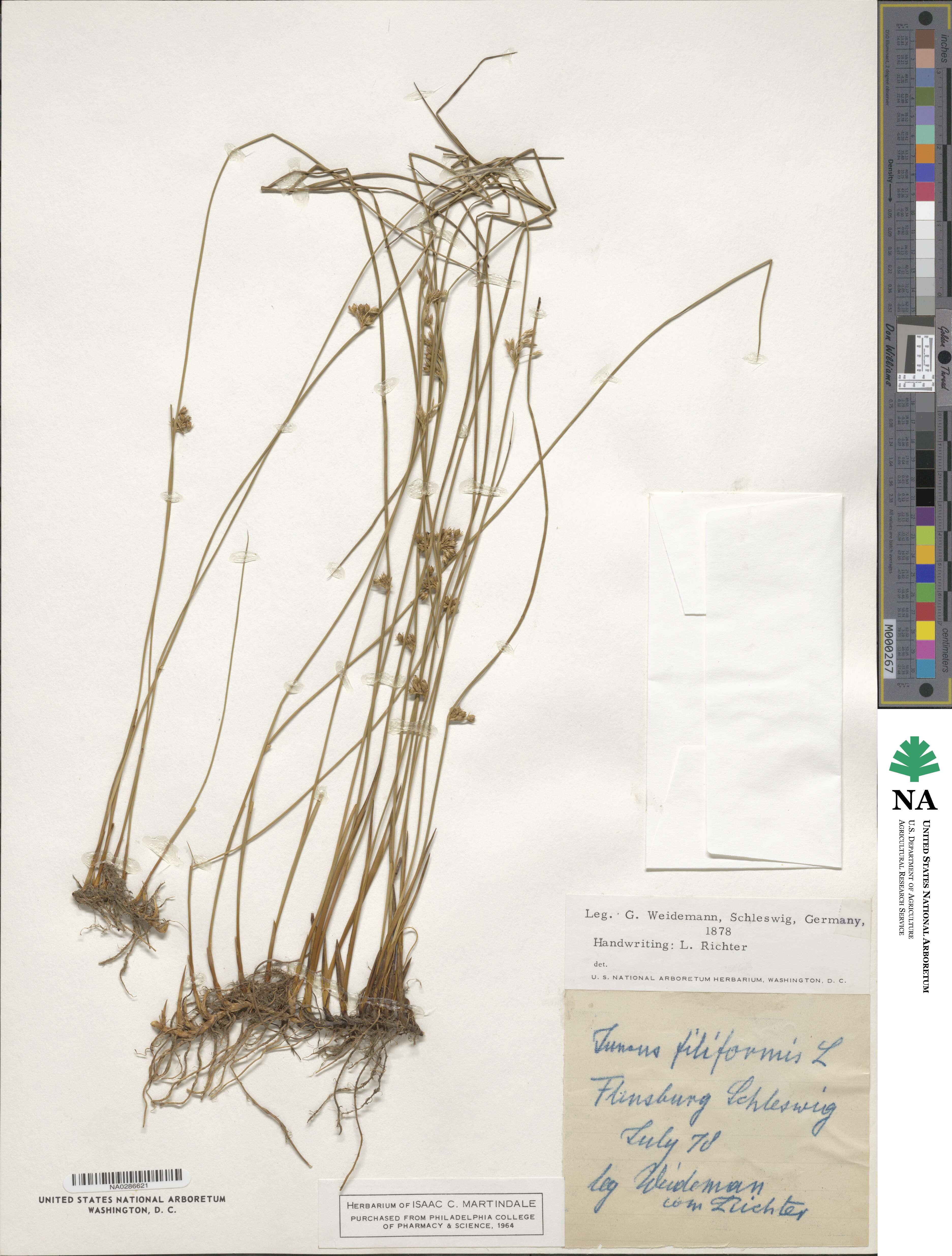 Juncus filiformis image