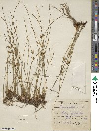 Juncus filiformis image