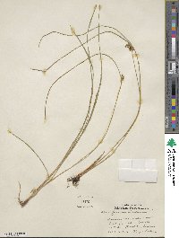 Juncus filiformis image