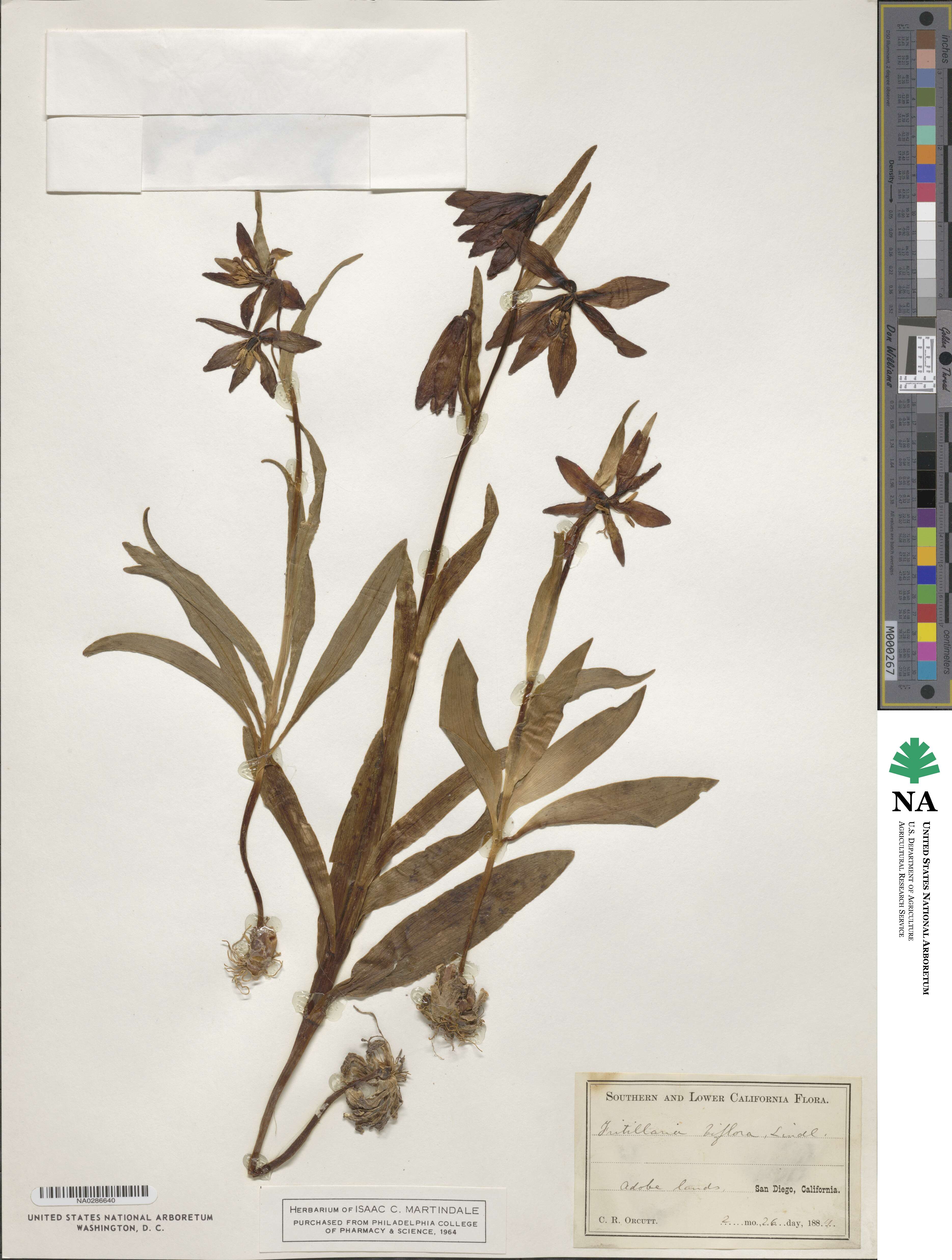 Fritillaria biflora image