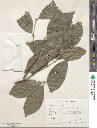 Image of Euonymus indicus