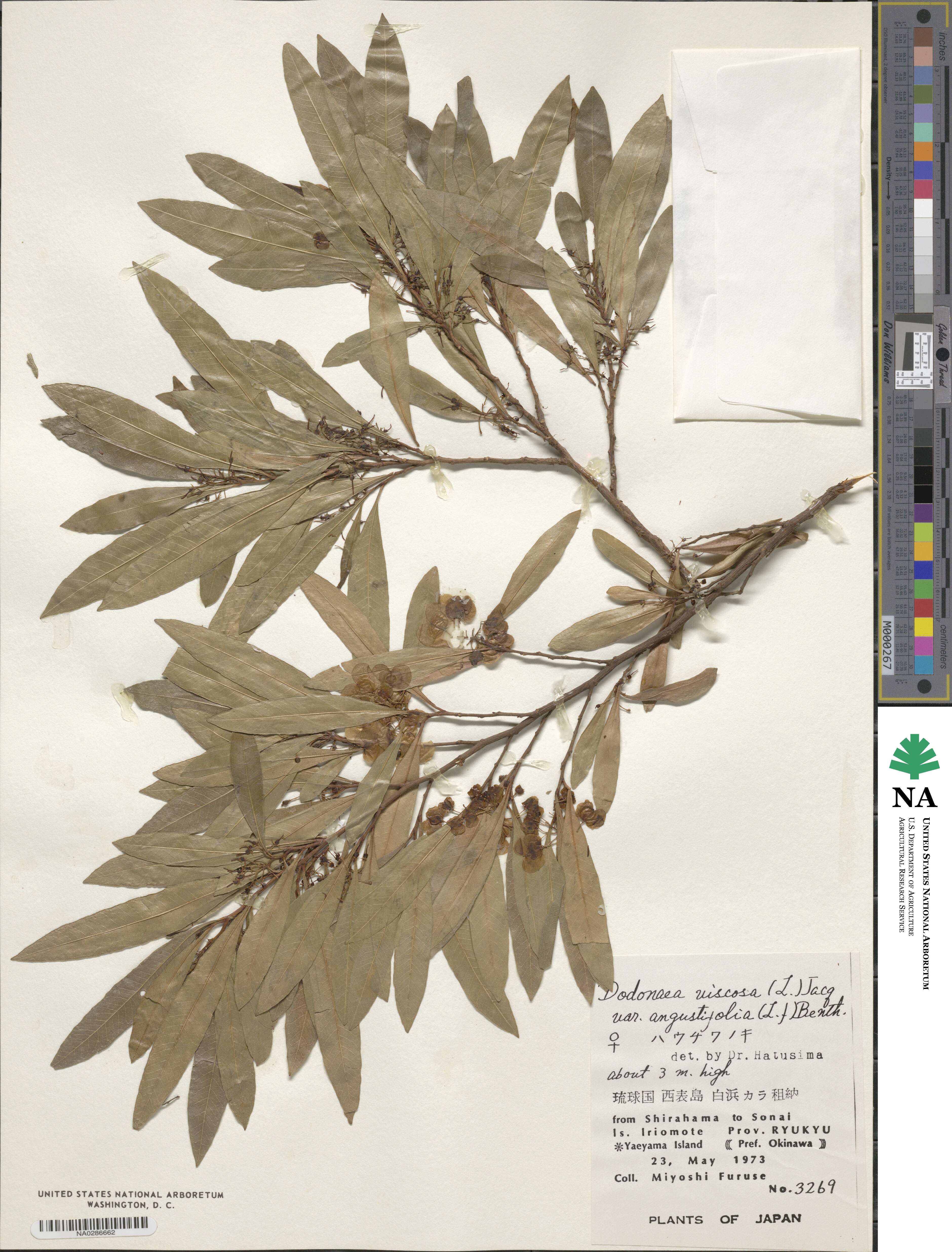 Dodonaea viscosa subsp. angustifolia image