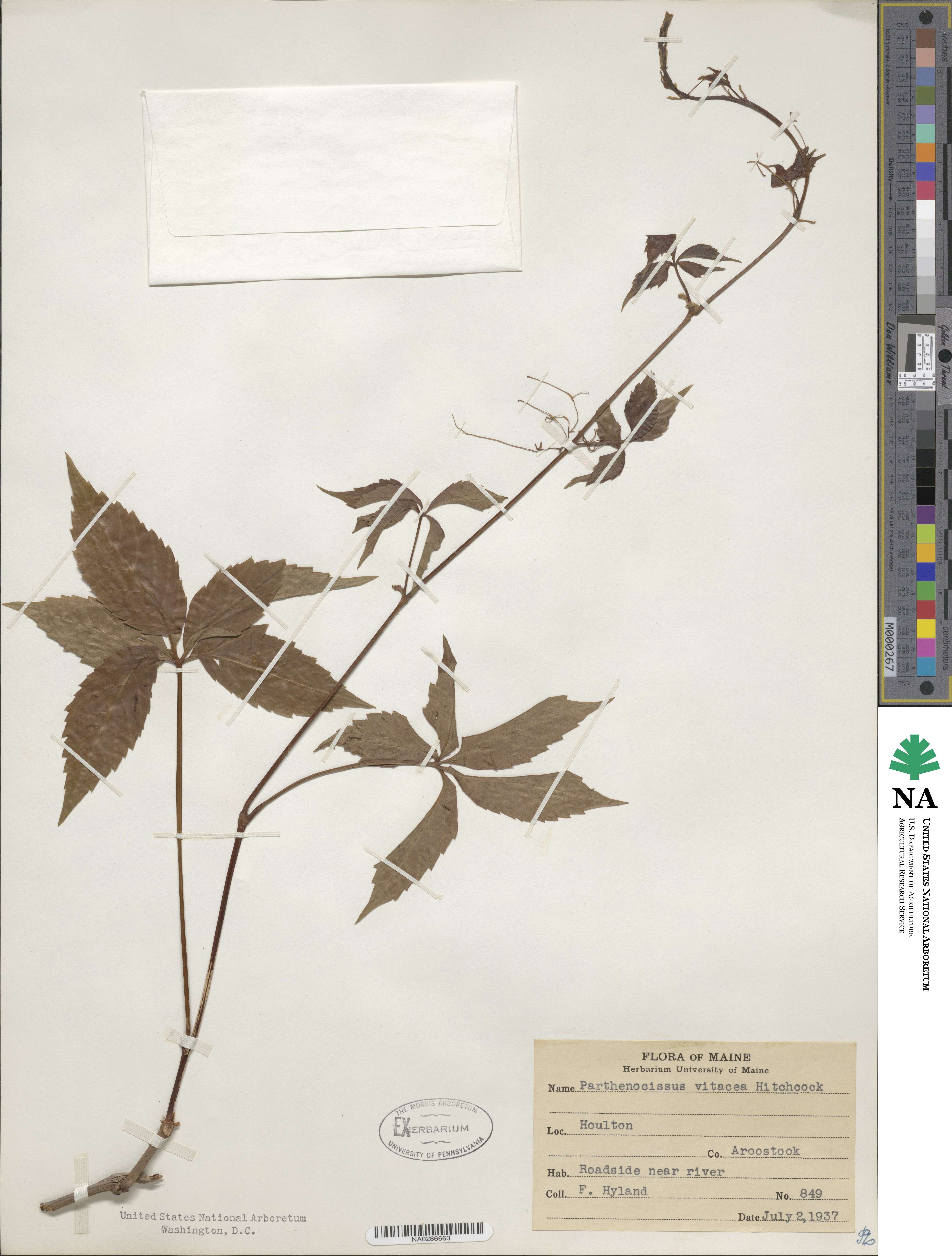 Parthenocissus inserta image