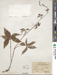 Parthenocissus inserta image