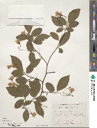 Styrax japonicus image