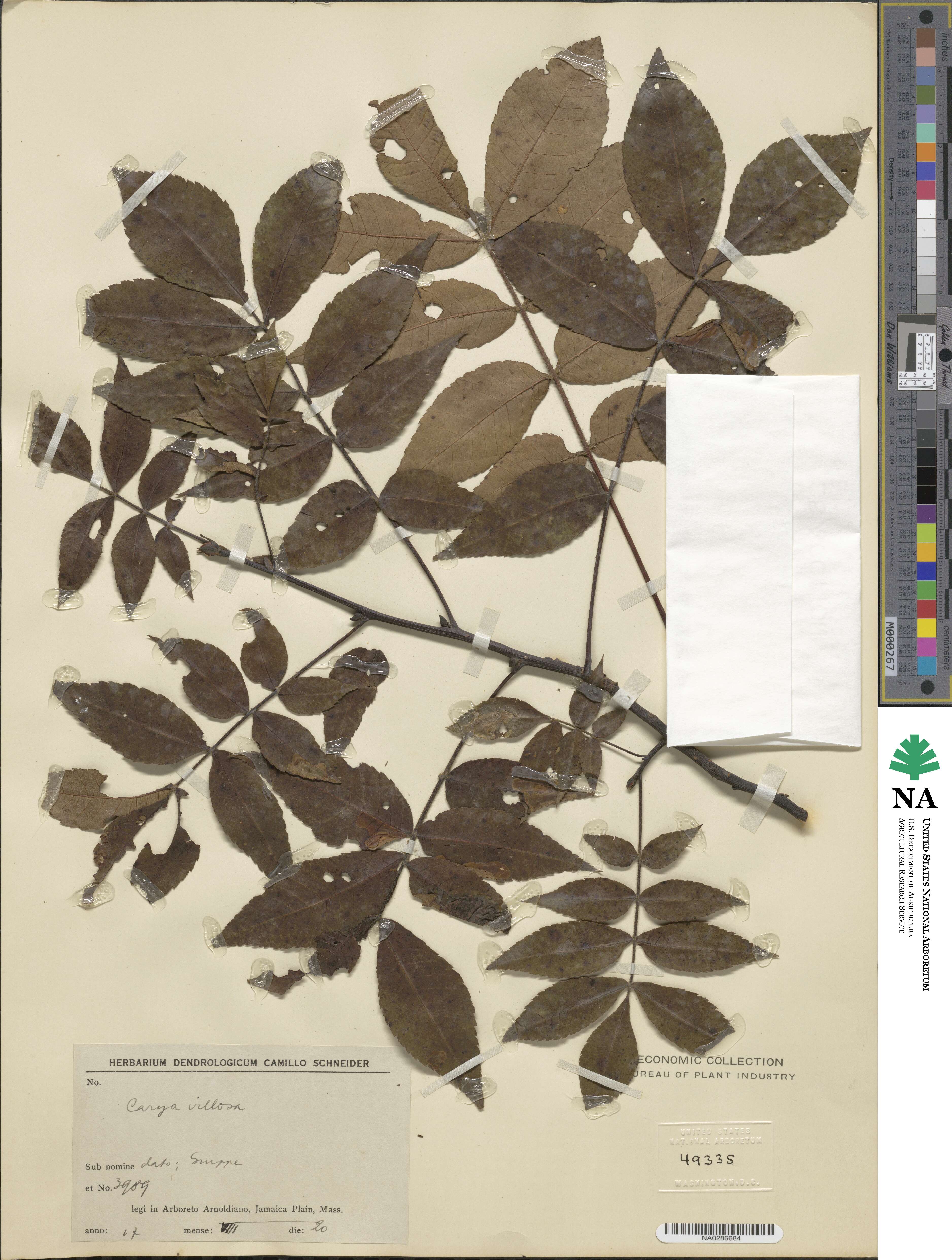 Carya texana image