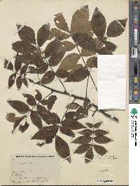 Carya texana image