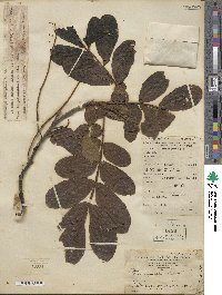 Pterocarya stenoptera image