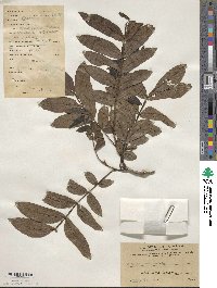 Pterocarya stenoptera image