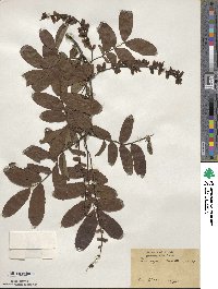 Pterocarya stenoptera image