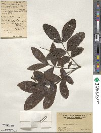 Pterocarya stenoptera image