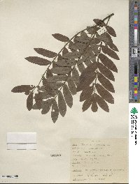 Pterocarya stenoptera image