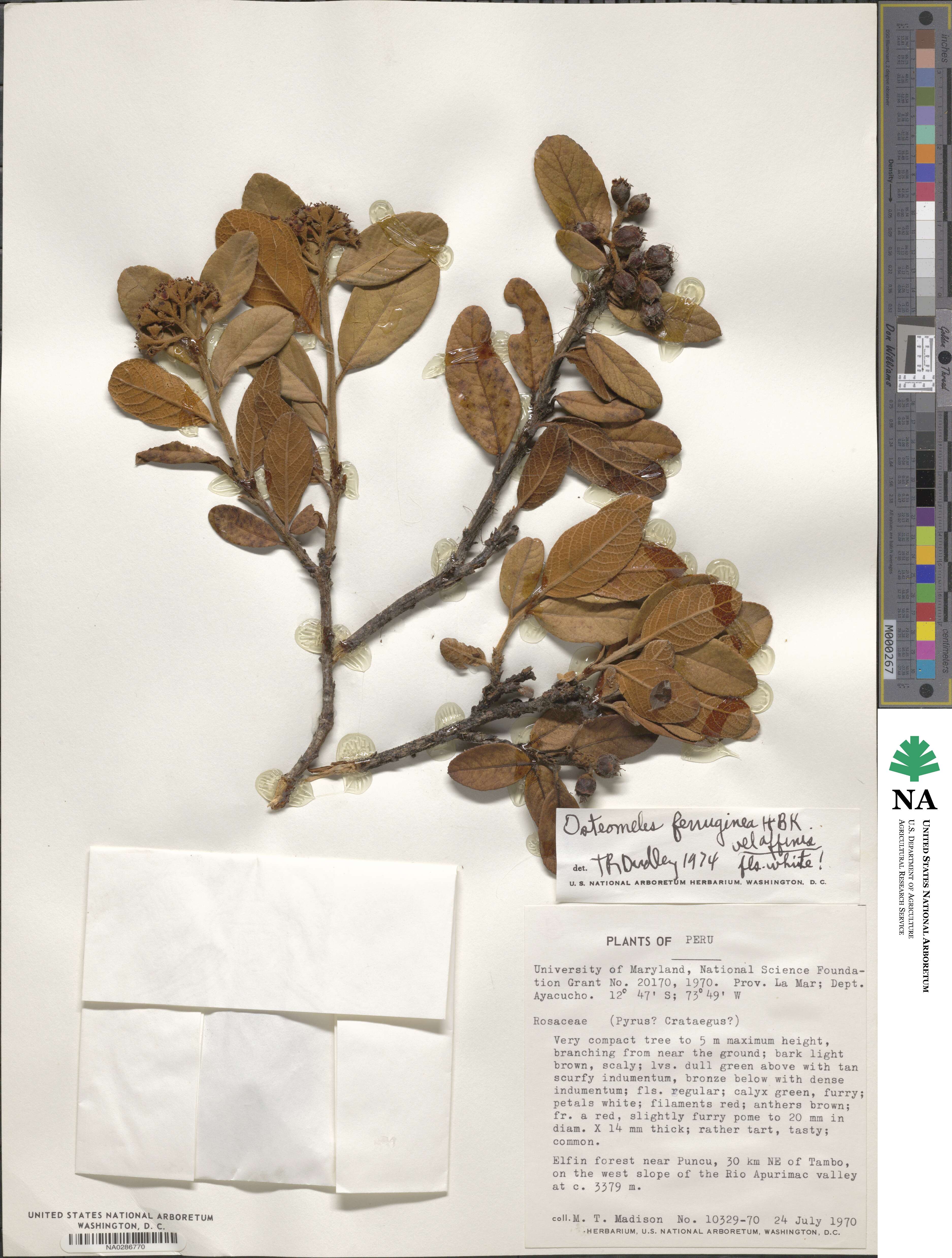 Hesperomeles ferruginea image