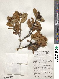 Image of Hesperomeles ferruginea