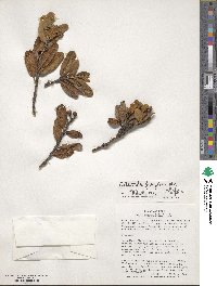 Hesperomeles ferruginea image