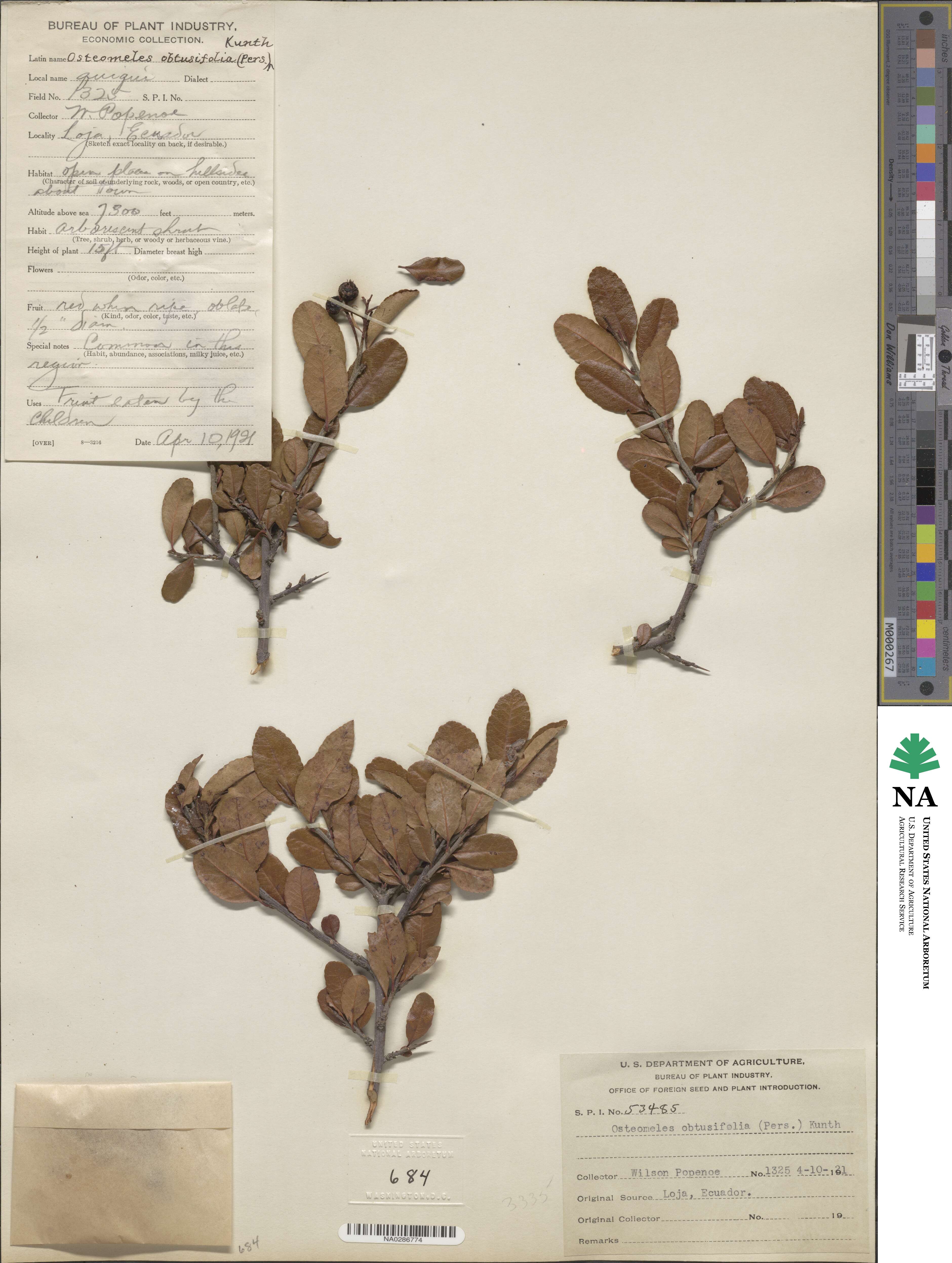 Hesperomeles obtusifolia image