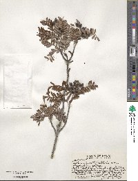 Osteomeles anthyllidifolia image