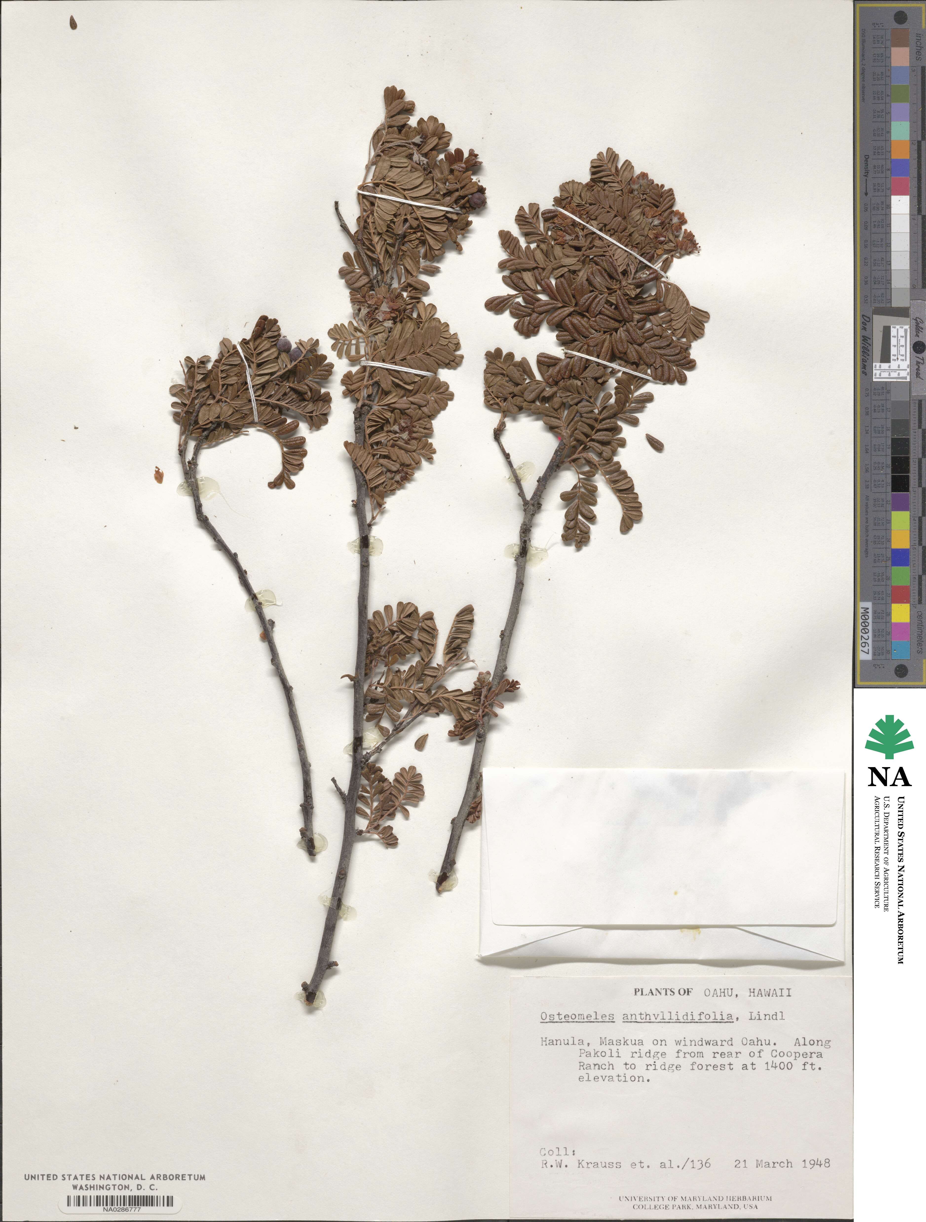 Osteomeles anthyllidifolia image