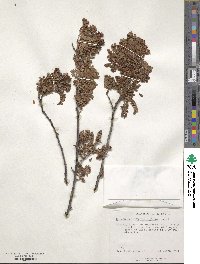 Osteomeles anthyllidifolia image