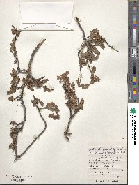 Osteomeles anthyllidifolia image