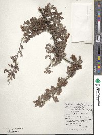 Osteomeles anthyllidifolia image