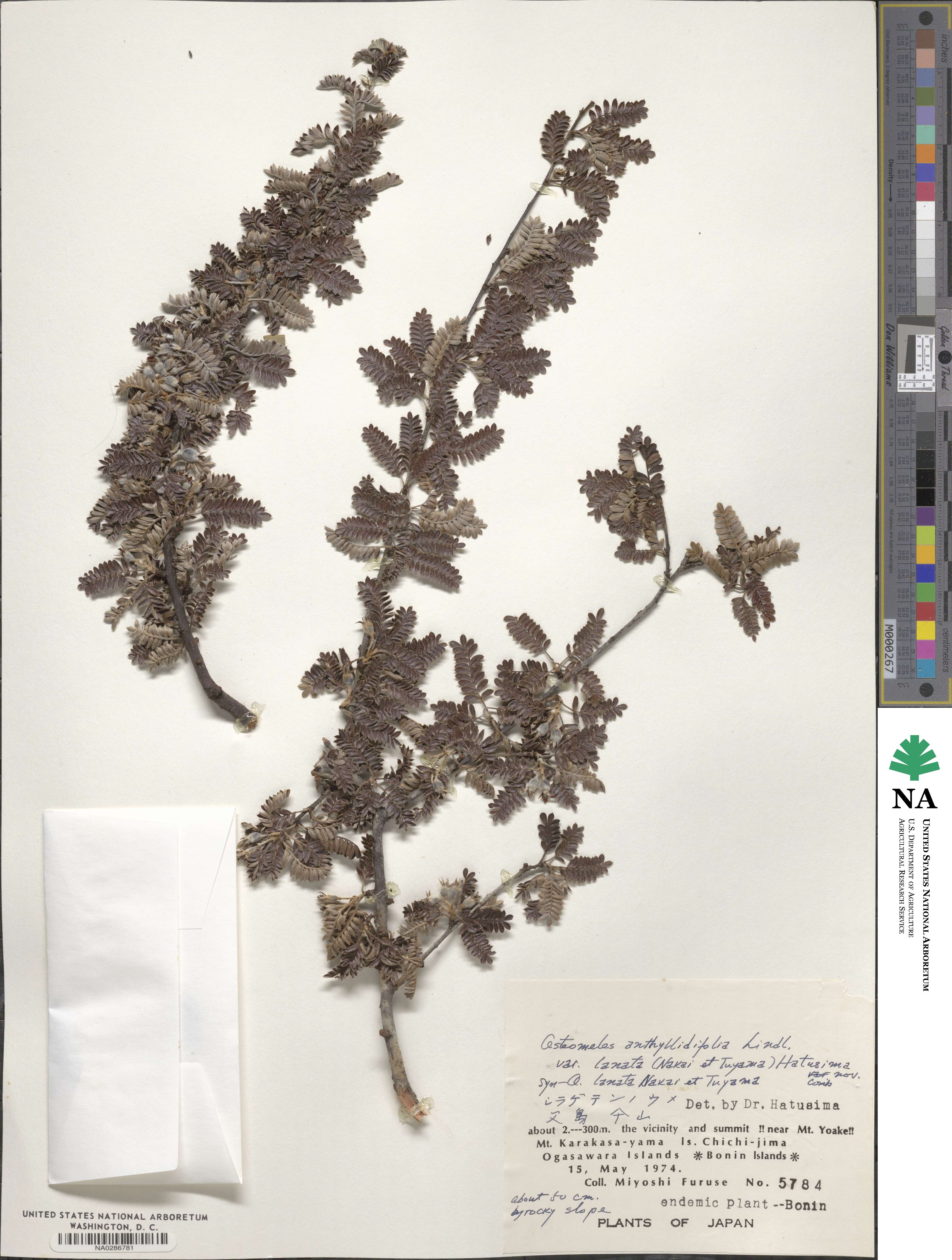 Osteomeles anthyllidifolia image