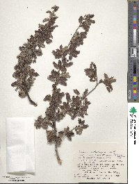 Osteomeles anthyllidifolia image