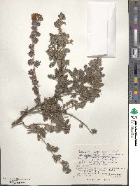 Osteomeles anthyllidifolia image